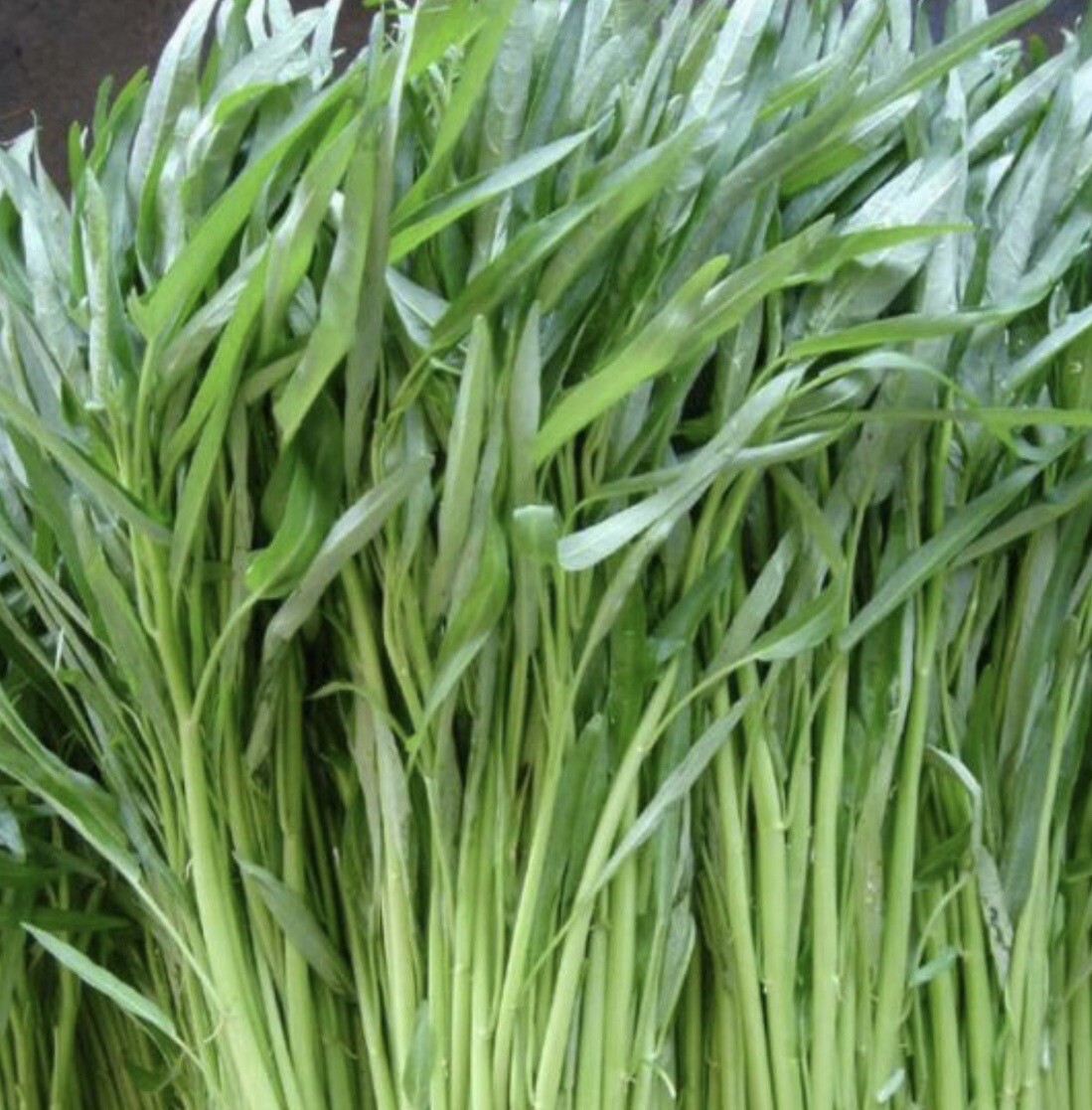 10 Packet Filipino | Asian SEEDS Bundle for Planting