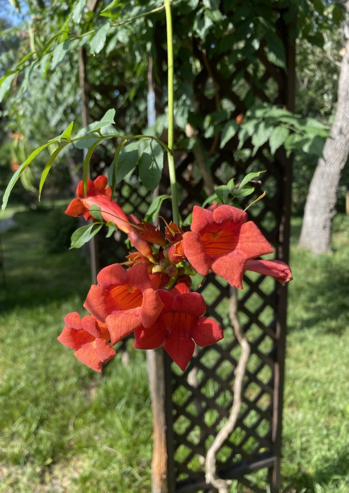 Orange Hummingbird (or Trumpet) Vine 25+ Seeds (Creeping Vine Plant) Pretty!