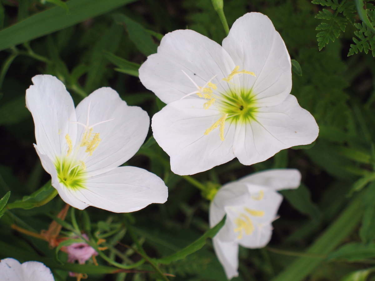280 SEEDS – WHITE EVENING PRIMROSE Rare PERENNIAL GroCo* USA – BUY 15-SHIPS FREE