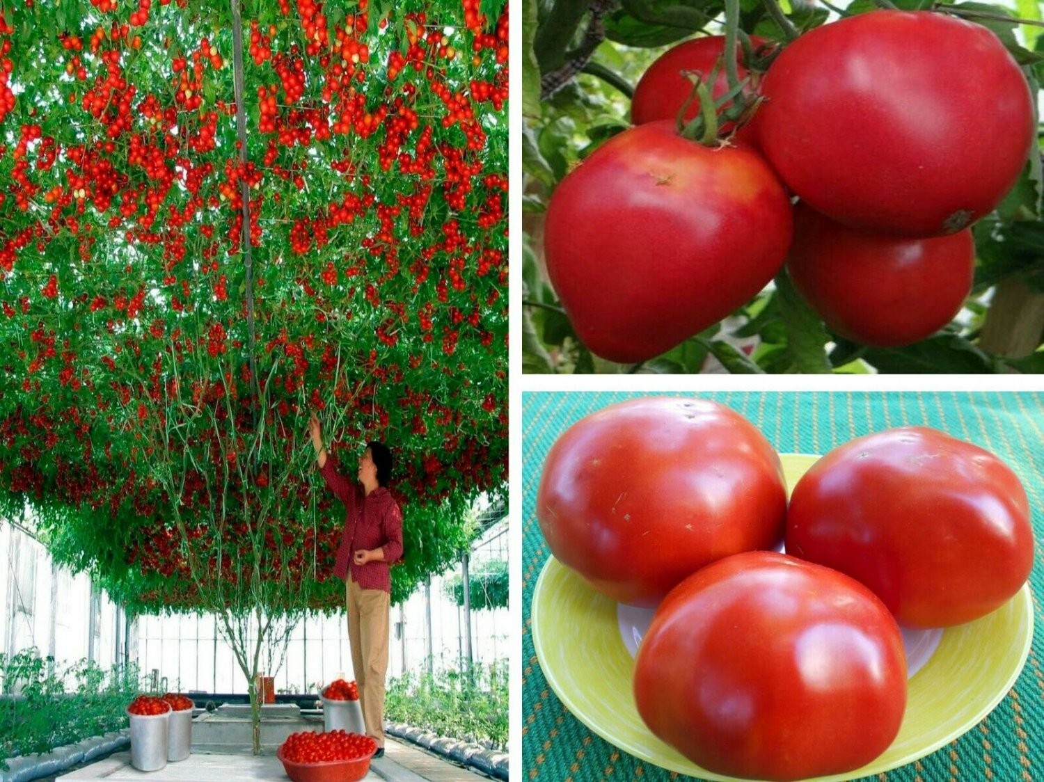 30+ Trip L Crop Tomato Seeds – TOMATO TREE — 15 FOOT VINES — HUGE ——- RARE