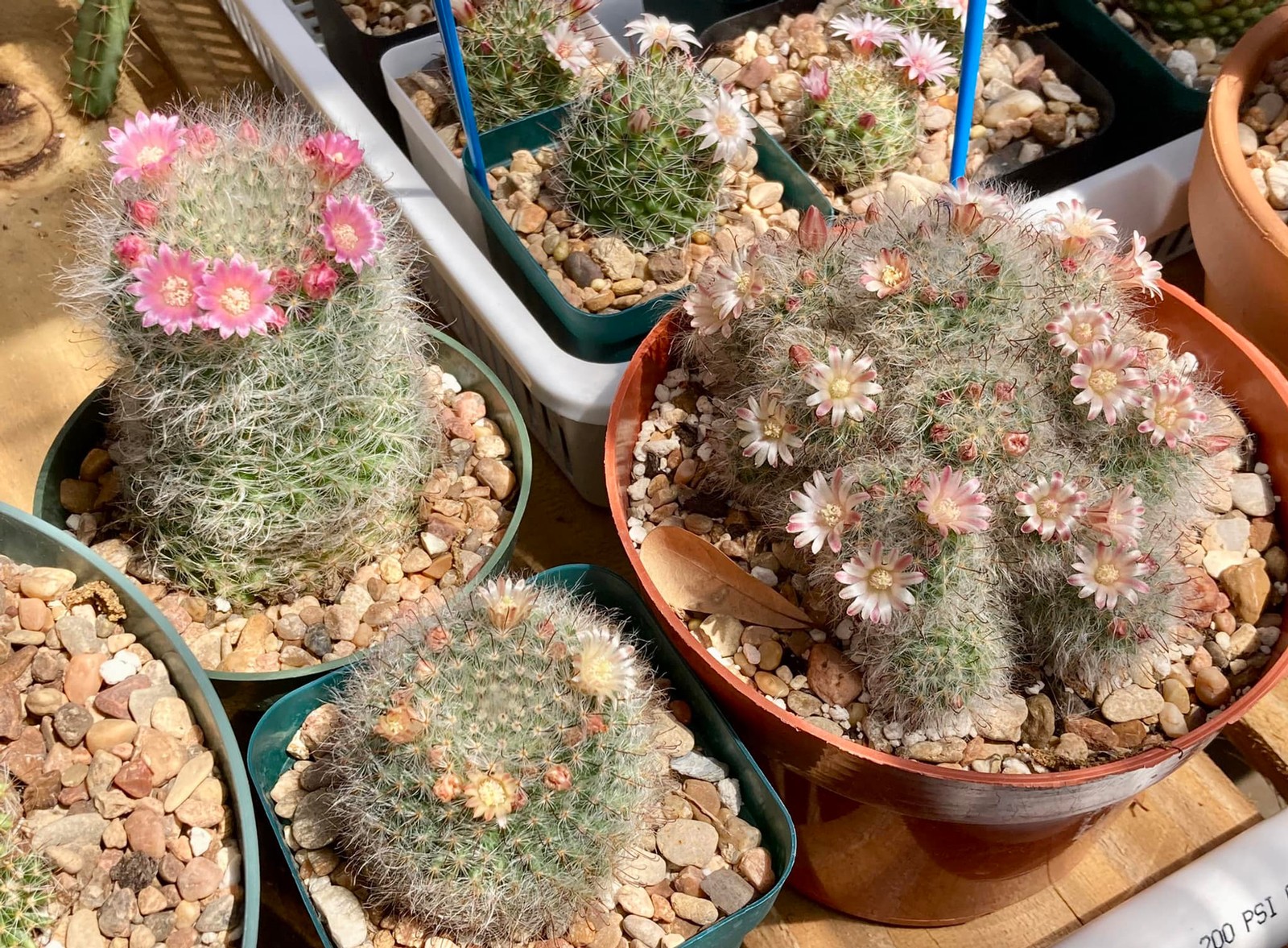 Seed- Mammillaria bocasana 25-100 seeds (2025)