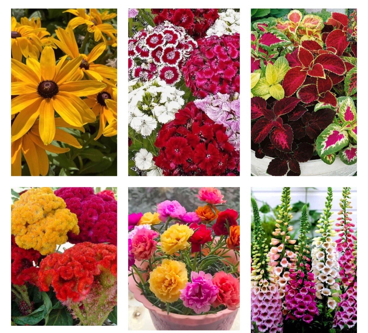 6 VARIETY SEEDS.MOSS ROSE ,BLACKEYED SUSAN, COCKSCOMB, COLEUS,FOXGLOVE,S WILLIAM