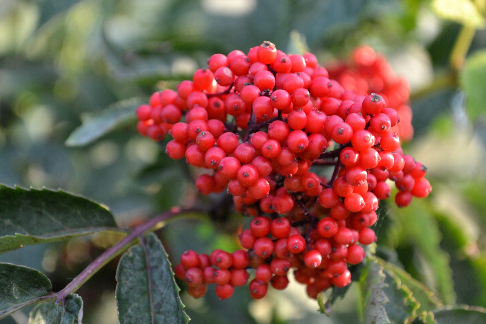 100 RED ELDERBERRY Sambucus Racemosa Mountain Elder Tree Shrub Fruit Berry Seeds
