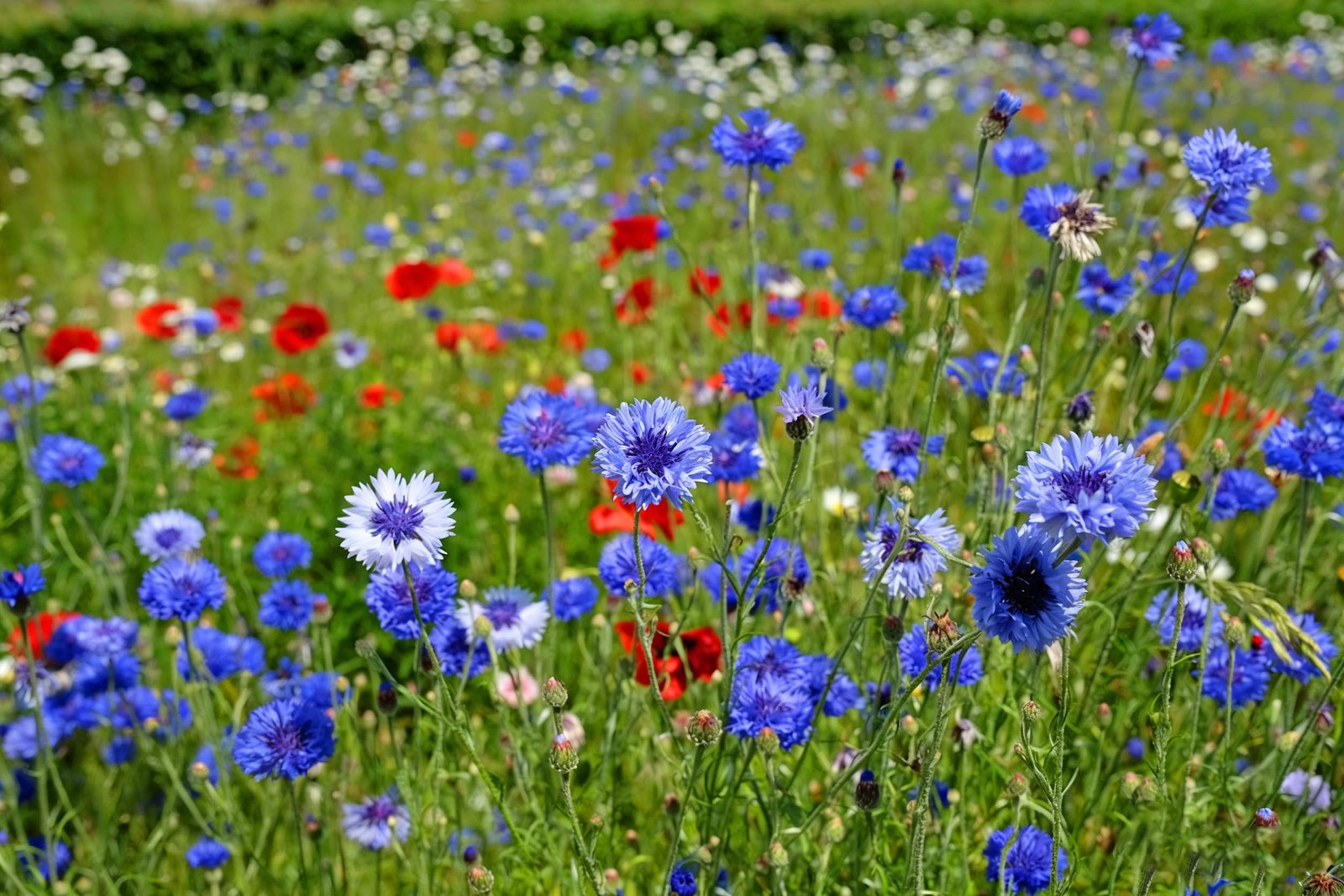 Mix Cornflower Seeds for Planting, 1000pcs Rare Perennial Cornflower Flower S…