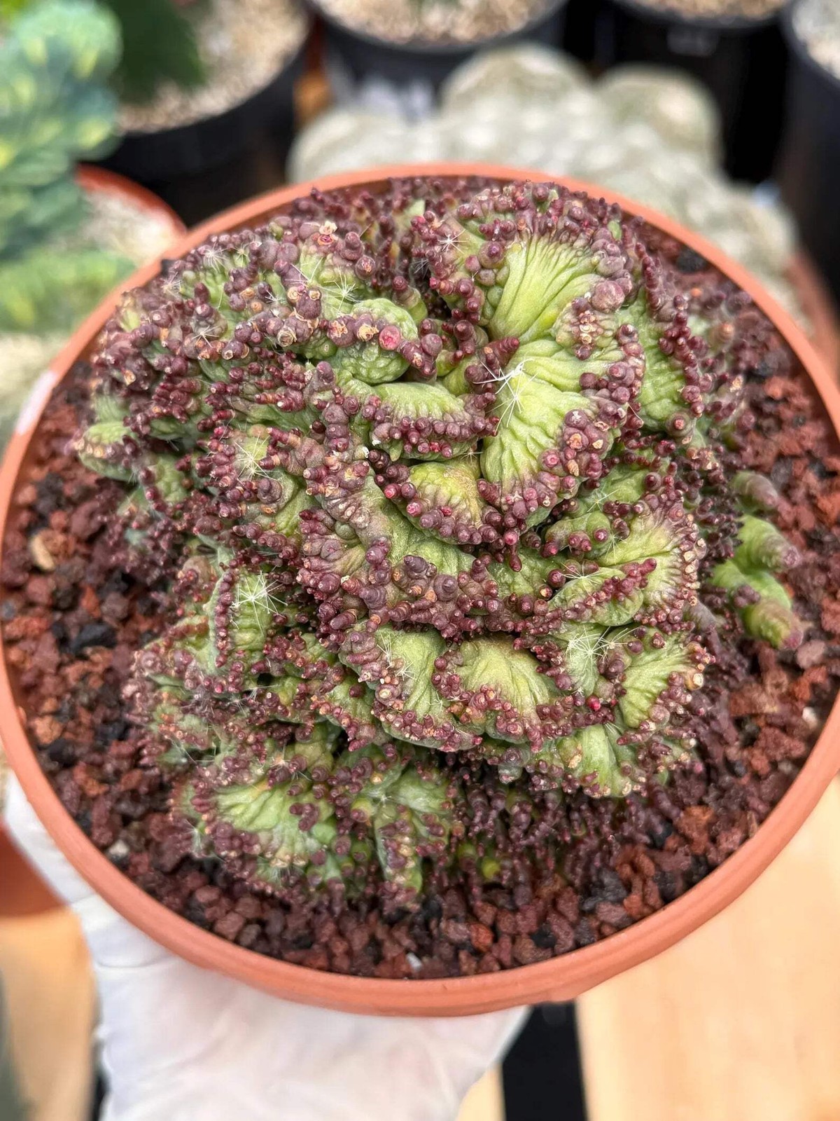 Crested Mammillaria bocasana cv. Fred | Rare Collector Cactus | Unique Live Succ