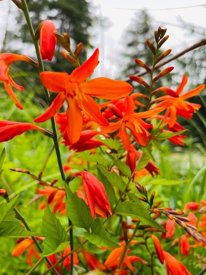 Bulk Lot Crocosmia Bulbs, Quantity: 150 Ready to Plant Bulbs!