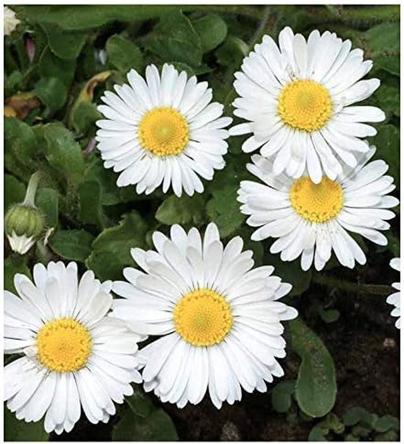 White English Lawn Daisy Mix, Lawns and Borders – 1000 Seeds – Bellis Perennis