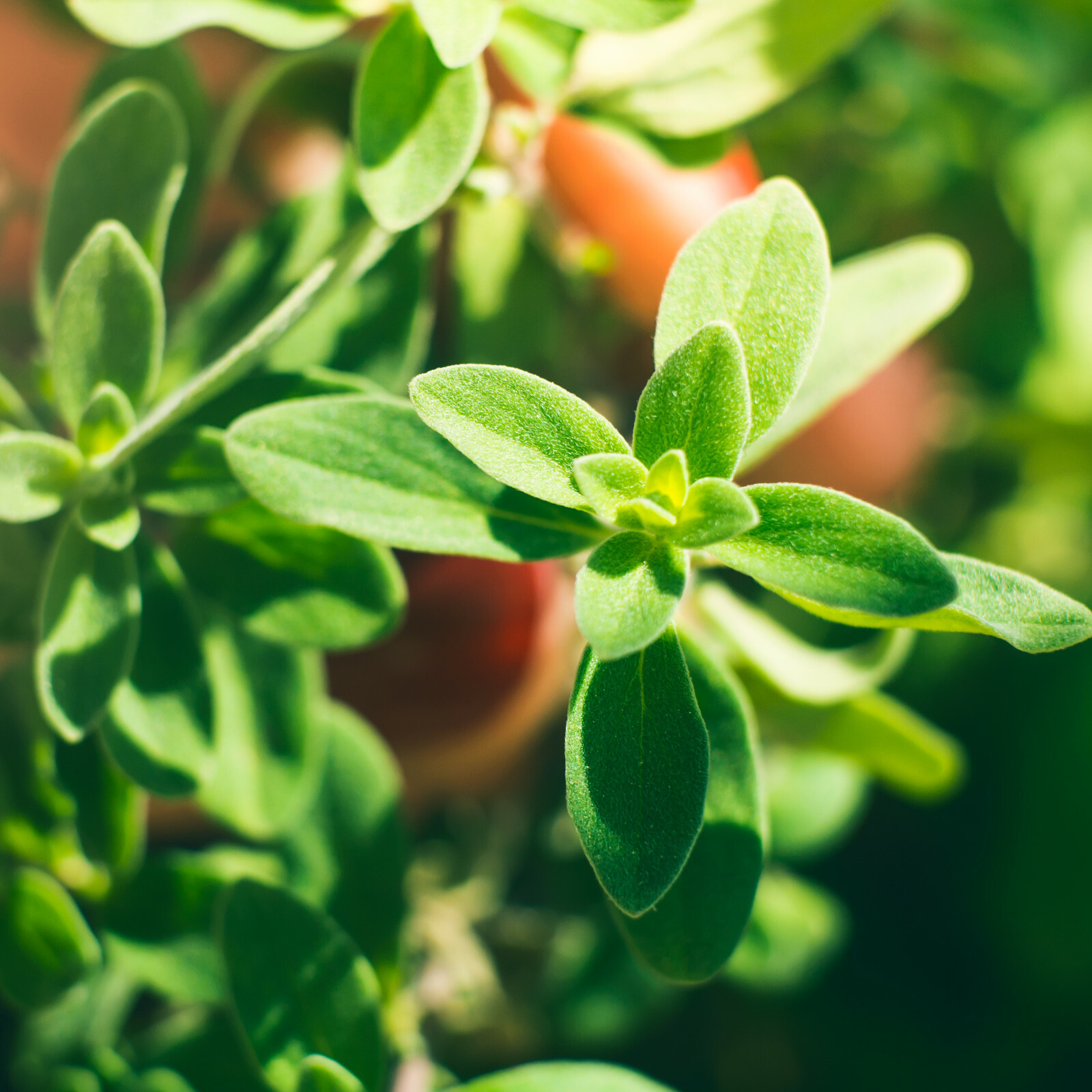 Culinary Herb Seeds Survival Kit or Grow Indoors: Basil Parsley Oregano Marjoram