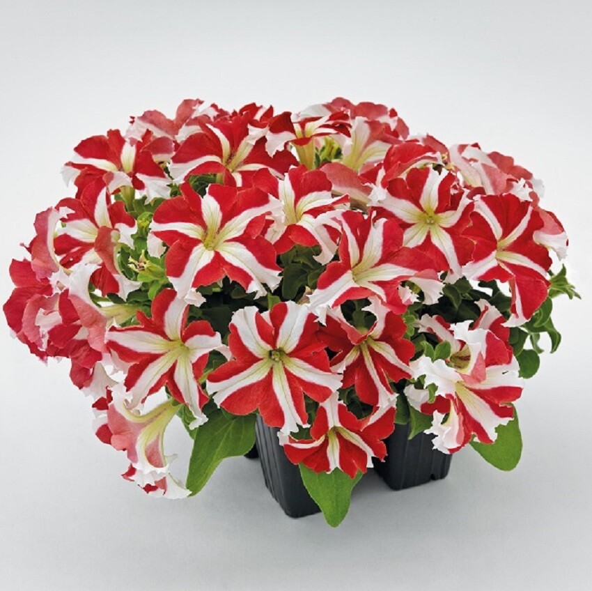 Petunia Success 360 Red Star 50 Pelleted Petunia Seeds