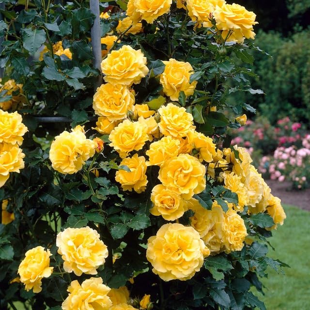 250 Mixed Climbing Rose Seeds – Fragrant Vibrant Climbing Blooms, Decorative …