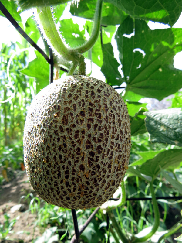 Brown Netted Cucumber – an old Russian heirloom with sweet flavor