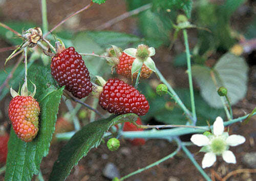 Rubus glaucus | Andean Raspberry | Mora de Castilla | 20 Seeds