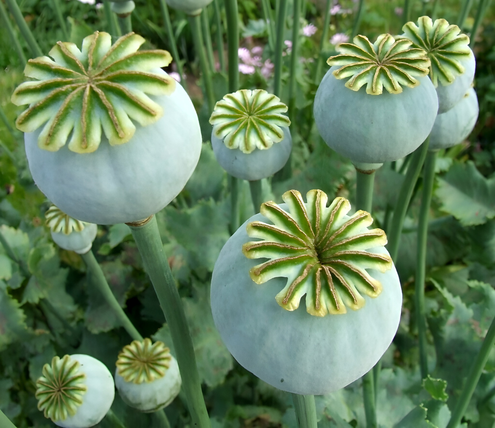 1,000 Springer Grape Poppy Seeds – P. Somniferum – Giant Blooms- Dark Purple!
