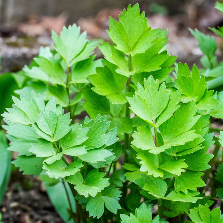 Lovage Seeds | Levisticum European Magnus Celery Parsley Herb Garden Seed 2024