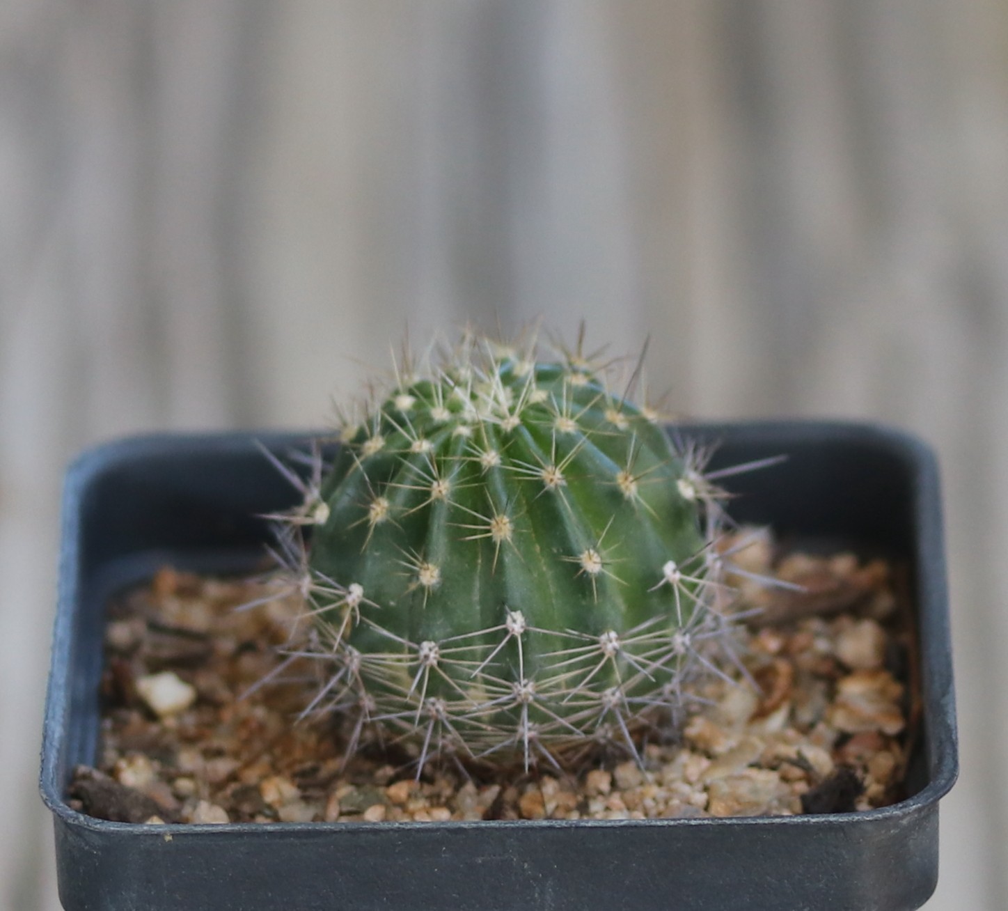 Echinopsis hybrid ‘Burgund’