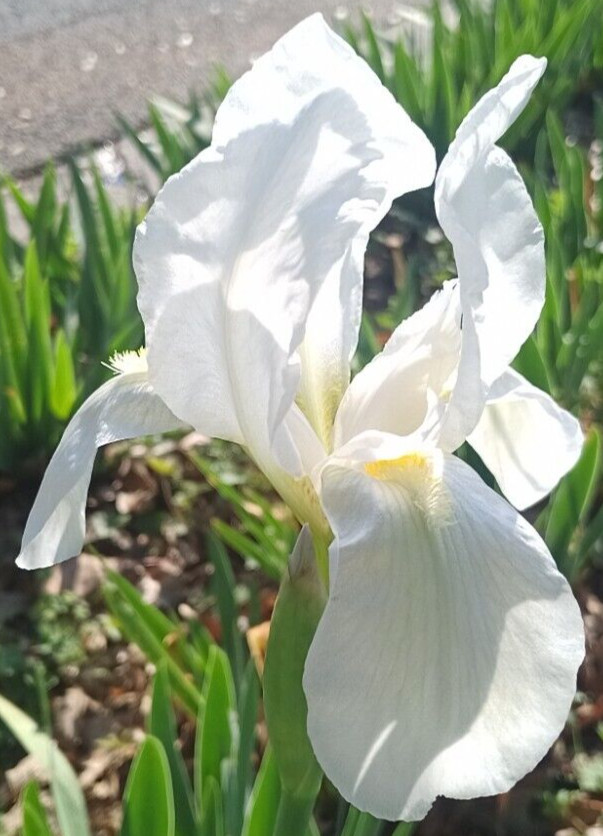 (10) WHITE TALL BEARDED IRIS RHIZOME LIVE ROOT GARDEN PLANTS LOVE SPRING FLOWERS