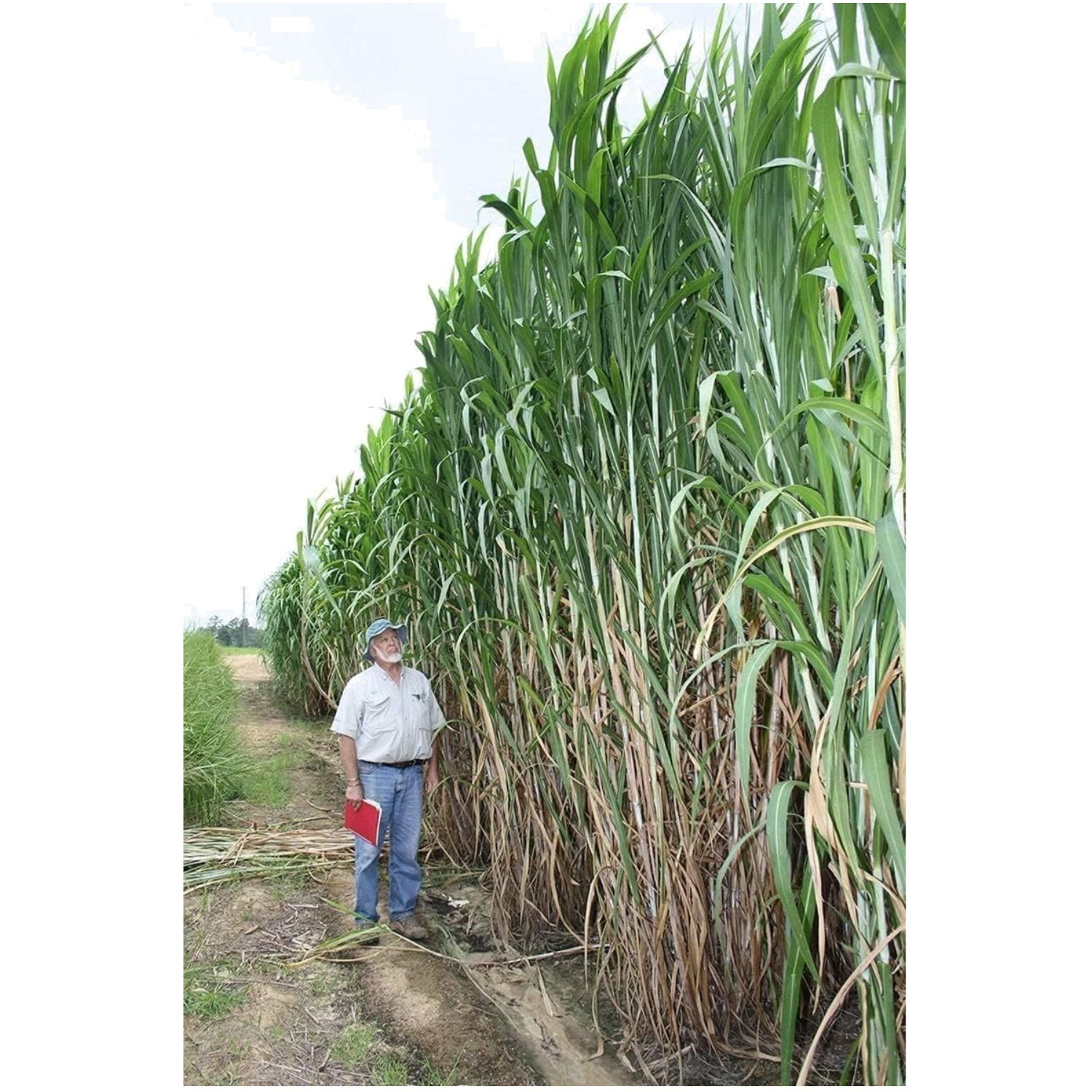 Exotic Elephant Grass Seeds – Create Natural Privacy Screens