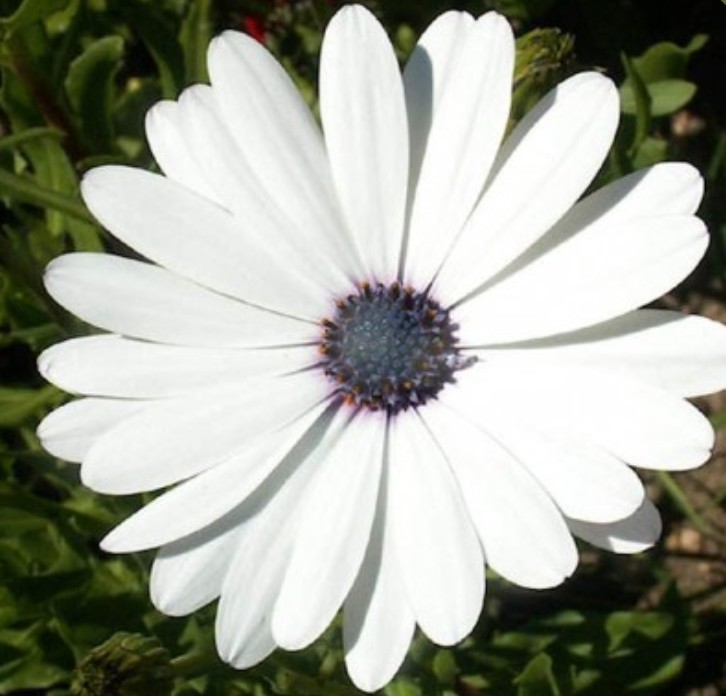 40+ White Cape Daisy Seeds **Fresh Seeds** ~~Free Shipping~~
