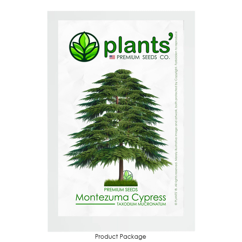 Montezuma Cypress Tree | Premium Seeds | Taxodium mucronatum | Plants’®