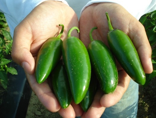 JALAPENO PEPPER * BULK 300 SEEDS * POPPERS * STUFFED* SALSA* HEAVY YIELDING *