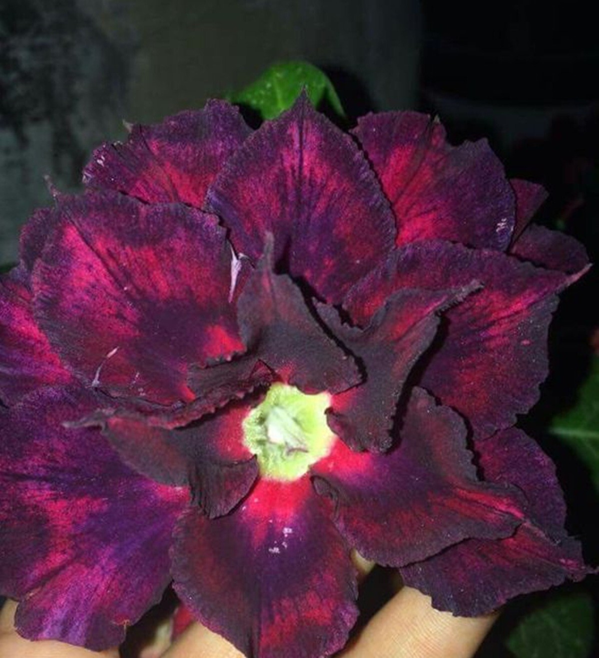 4 DBL Red Magenta Desert Rose Seeds Adenium Obesum Flower Perennial Seed US SELL