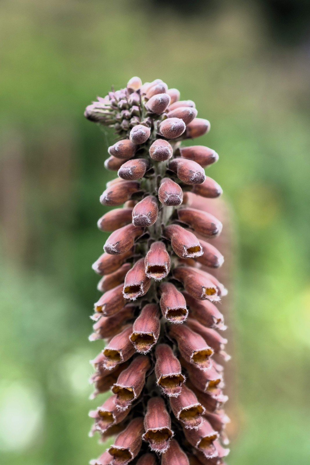 20 MILK CHOCOLATE FOXGLOVE Spanish Digitalis Parviflora Red Brown Flower Seeds