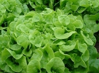 Green Oak Leaf (Oakleaf) Heirloom Lettuce Seeds- 500+ Seeds