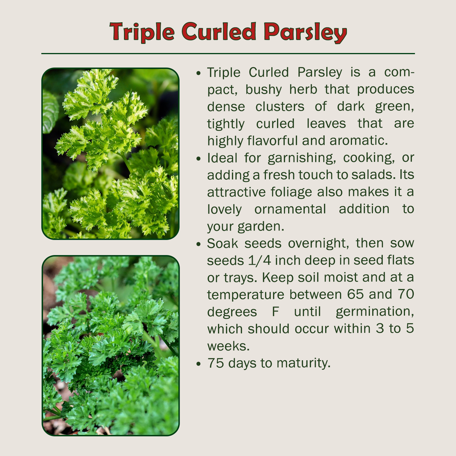 700 Triple Curled Parsley Seeds, Open-Pollinated, Culinary Herb, Genuine USA