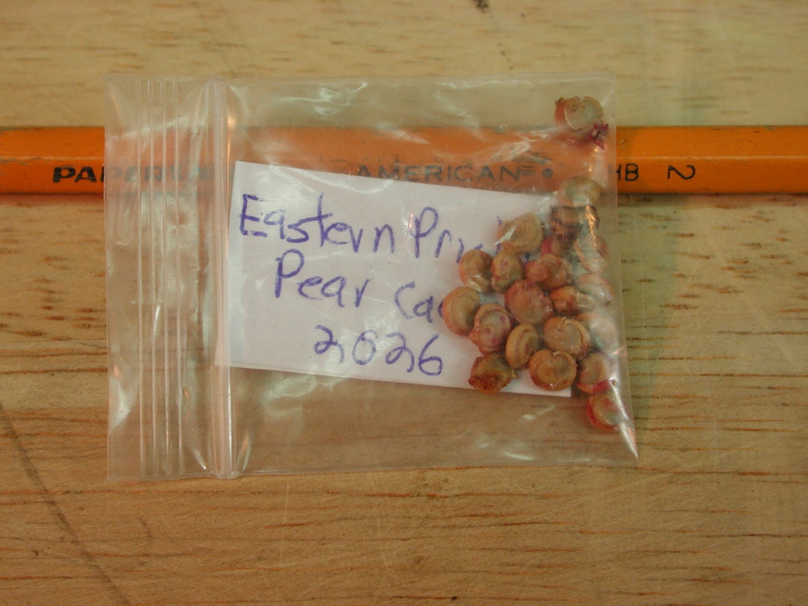 20 EASTERN PRICKLY PEAR CACTUS SEEDS – spineless, large pads -NJ cold hardy