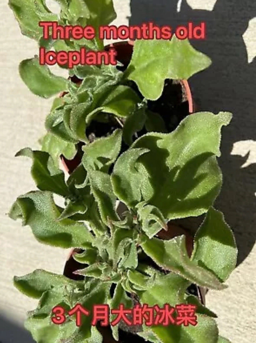 160ct+ Organic Crystalline Ice Plant (Bing Cai) Seeds | Produced in 2024