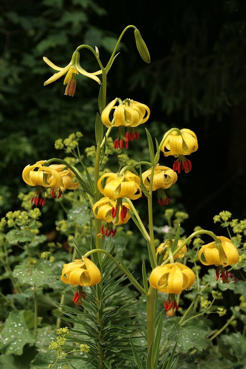 Lilium pyenaicum carniolicum bosniacum | Bosnian Lily | 10_Seeds