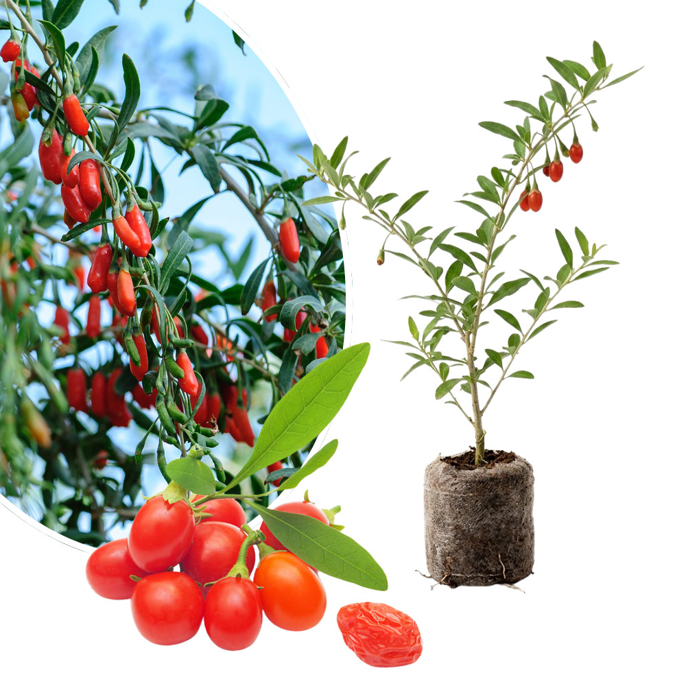 Goji Berry Live Plant 4-6 Inches Tall Rooted Wolfberry Superfruit