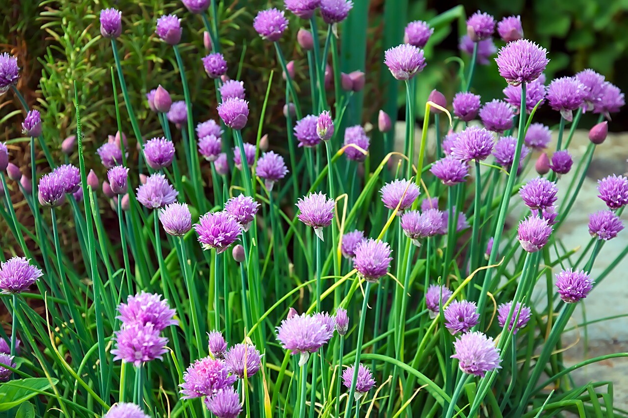 750 Chives Seeds Allium schoenoprasum Non-GMO