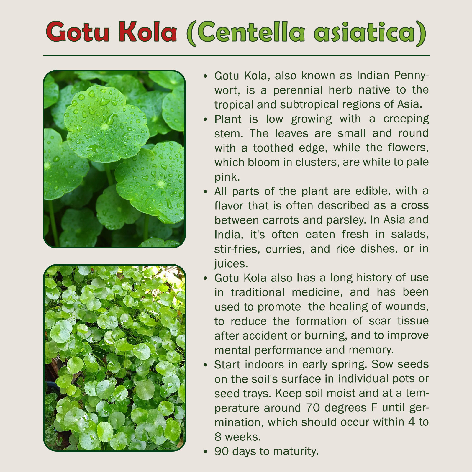 100+ Gotu Kola Seeds, Centella Asiatica, Indian Pennywort, Non-GMO, Genuine USA