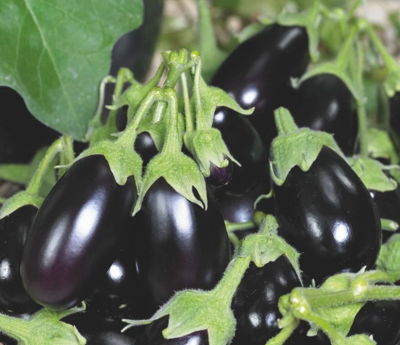 2026 Heirloom Vegetable Seeds – Premium Garden Seeds for Planting