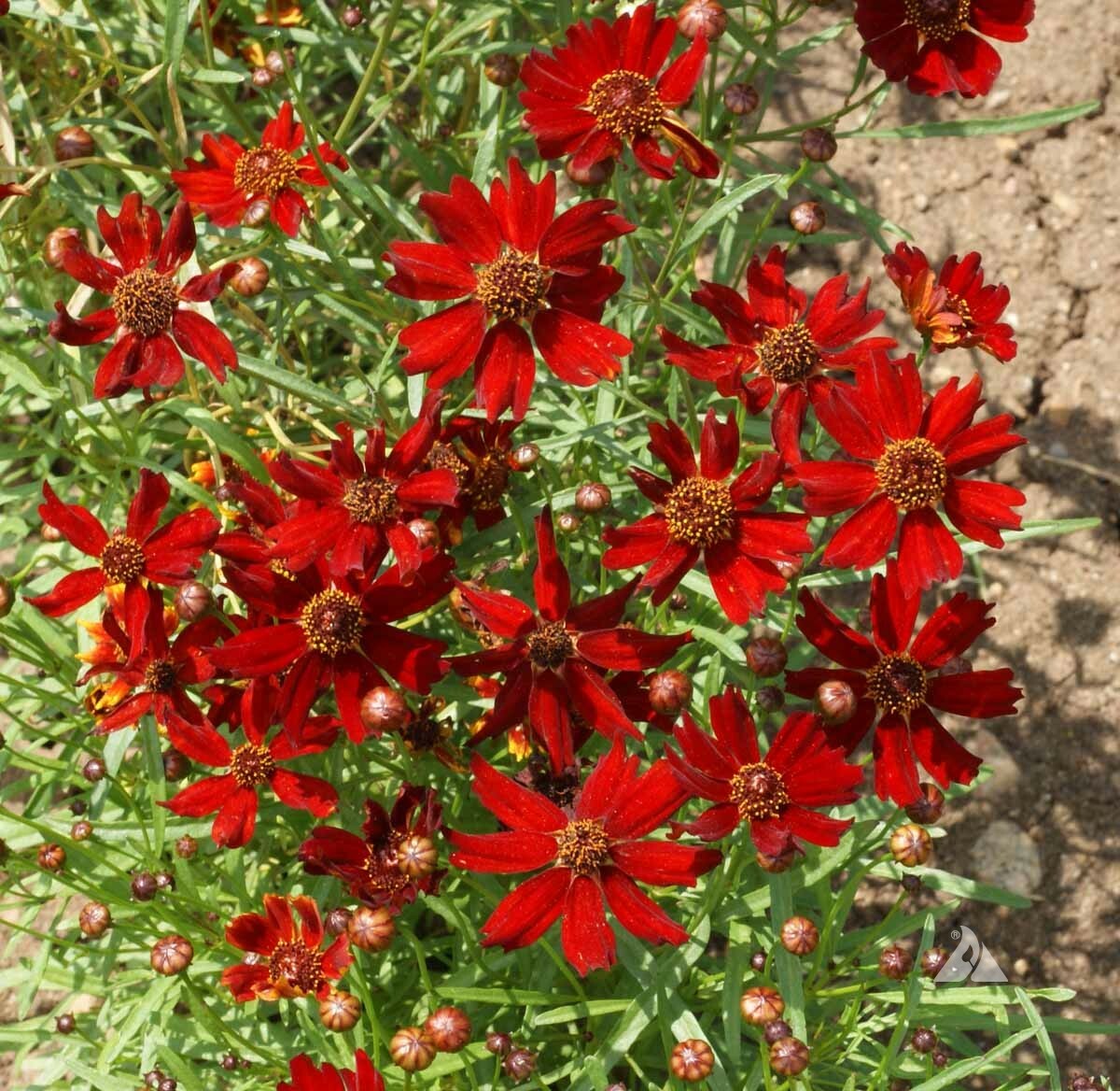 Coreopsis DWARF RED PLAINS 12-15″ Butterfly Garden Fall Blooms Non-GMO 300 Seeds
