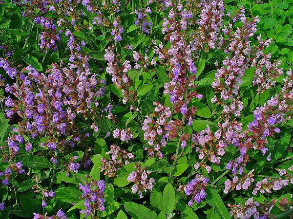 Salvia officinalis | Common or Garden Sage | 5 Seeds