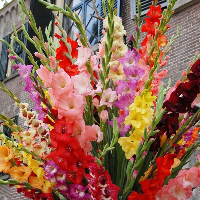 Assorted Gladiolus Flower Bulbs – 100 Count – Perennial Cut Flowers – Fragrant &