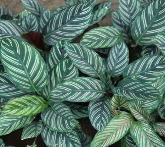 100pcs Green Calathea Plant Seeds for Planting, Tropical Foliage Seeds for In…