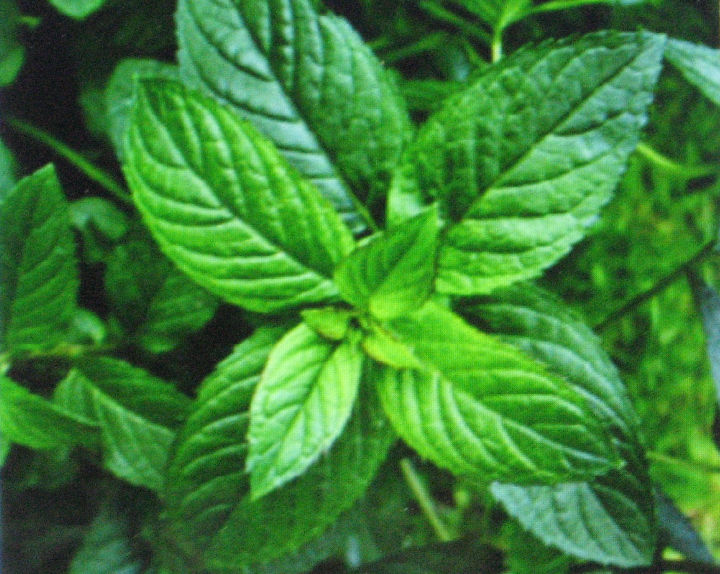 PEPPERMINT * 50 SEEDS * HERB * MEDICINAL * SEASONING *