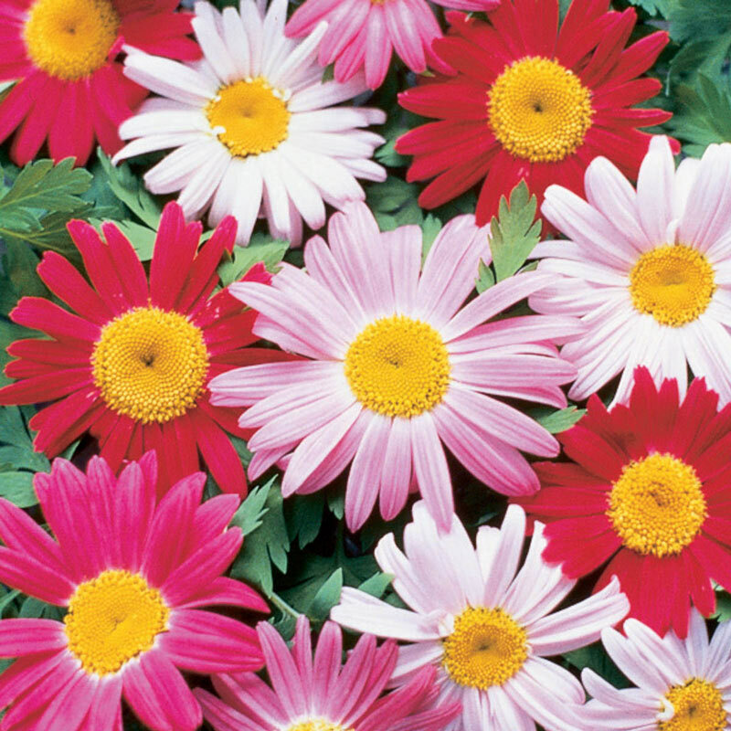 500 – PAINTED DAISY SEEDS COLORFUL FRESH FRESH HARVEST FOR 2024 GARDENS