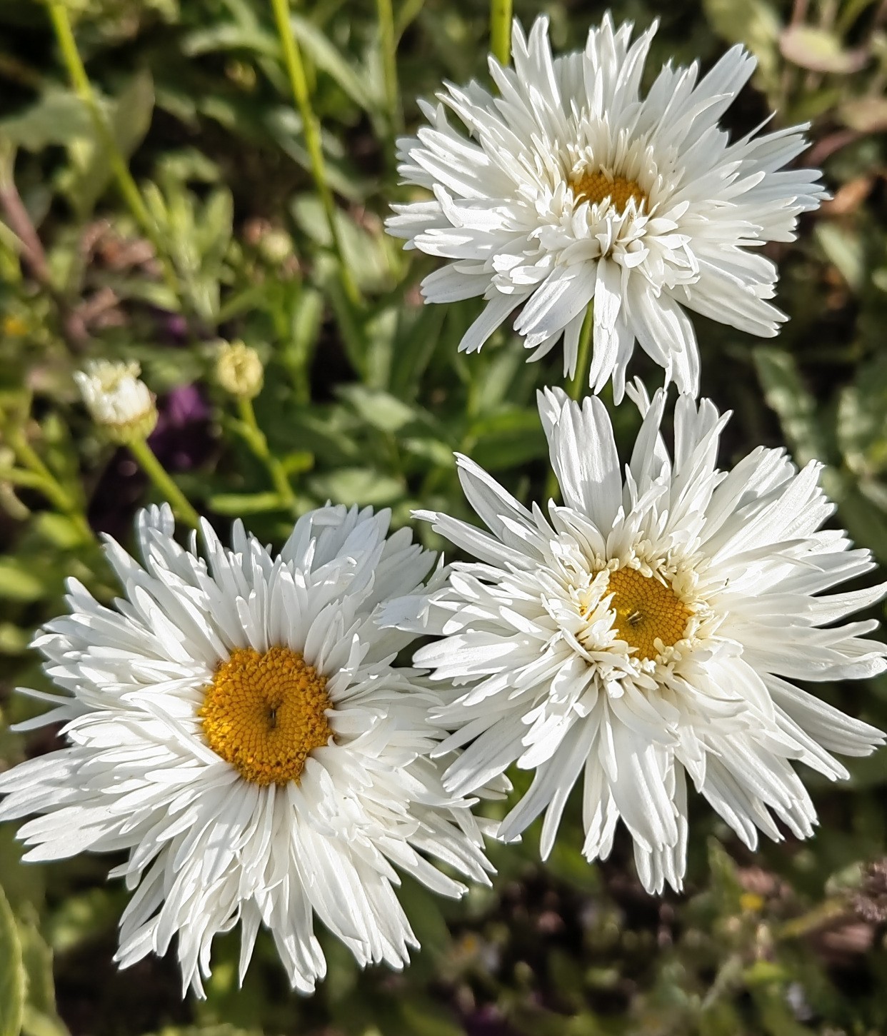 10 Pcs White Chrysanthemum Flower Seeds, White Mums China Aster for Planting
