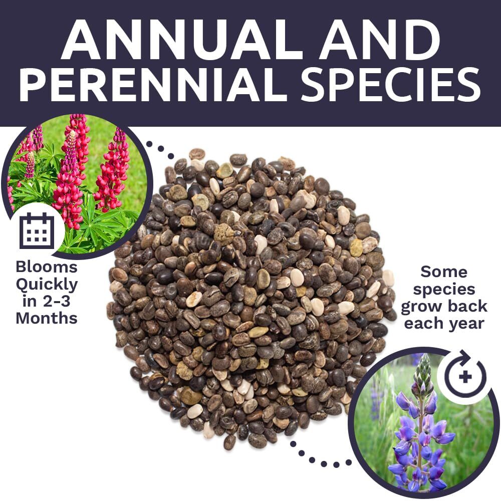 Bulk Lupine Mix Wildflower Seeds 1/4 Pound 4500 Untreated Annual Perennial
