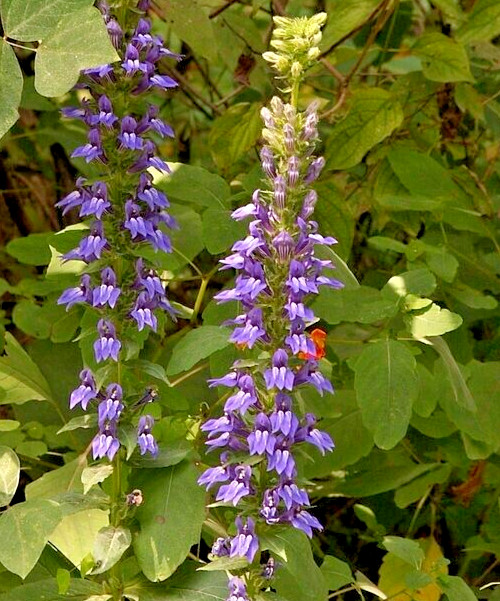 GIANT BLUE LOBELIA 243 SEEDS, LOBELIA SIPHILITICA HARDY, EZ TO GROW, USA SELLER
