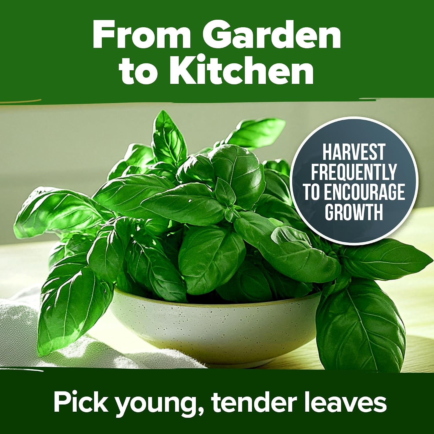 HOME GROWN Genovese Basil Seeds 2 Pack – 3500 Non GMO Heirloom Basil