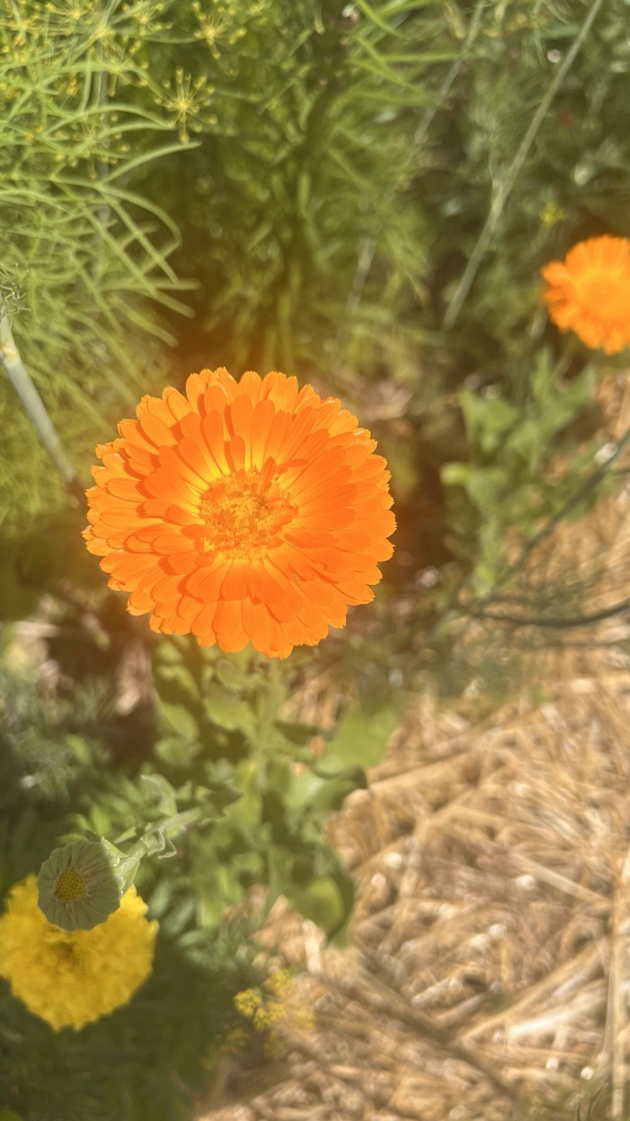 Medicinal Calendula (Calendula officinalis) 2 Gr. organic, DEER RESISTANT!