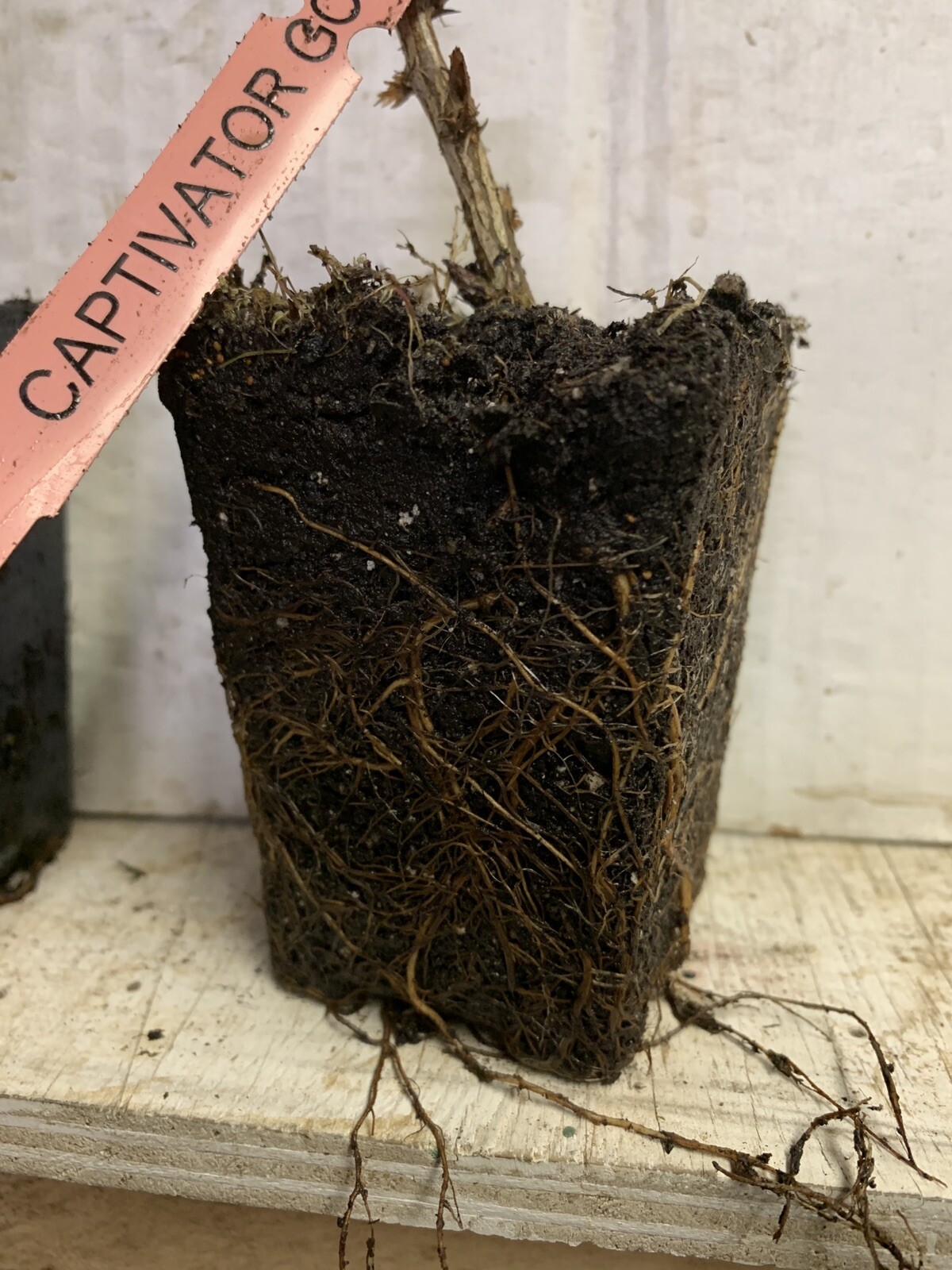 Captivator Red Gooseberry Plant well rooted starter plant 6-12 inches tall