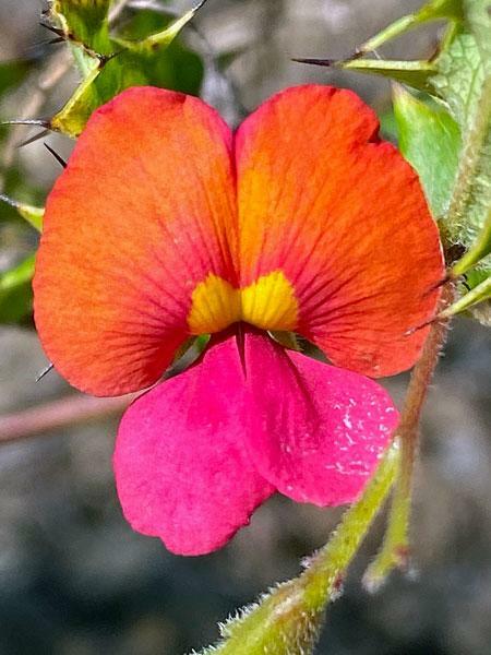 Chorizema diversifolium | Climbing Flame Pea | 20 Seeds