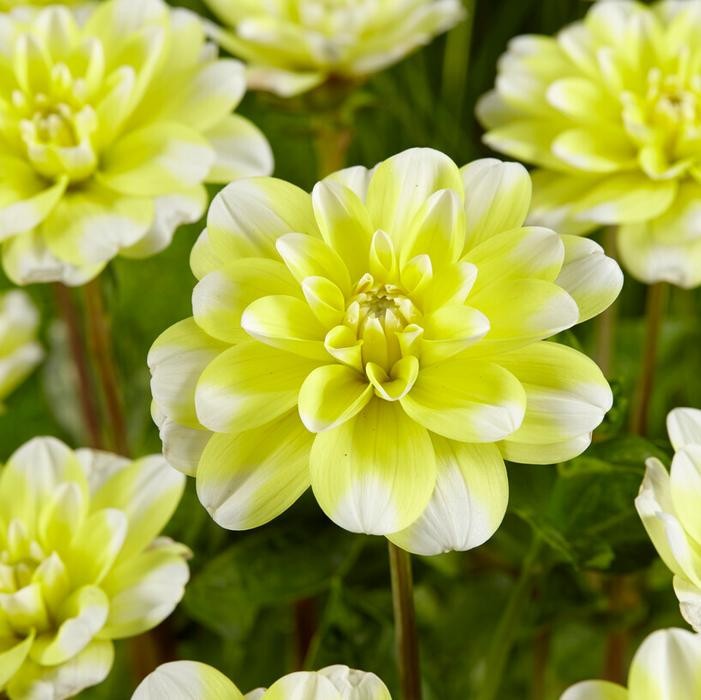1 – Yellow Perception Decorative Dahlia Flower Bulb Tuber