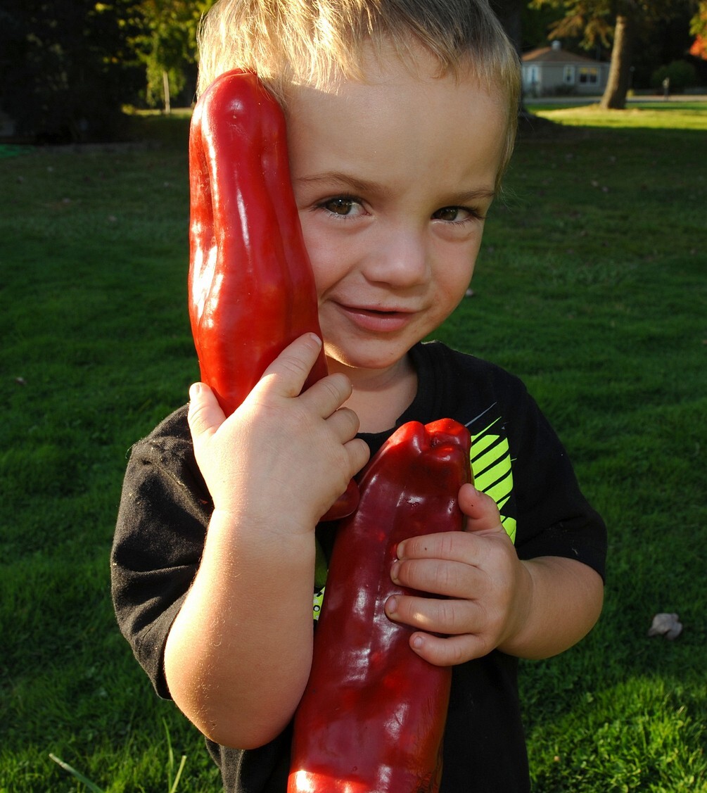 30 Giant Marconi Sweet Pepper Seeds